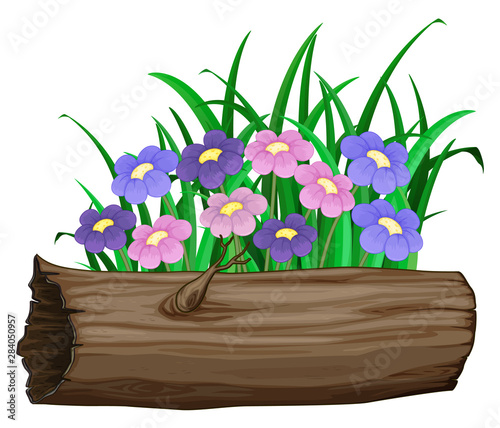Purple and pink flowers on white background