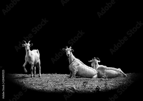 Goats angry black and white country 