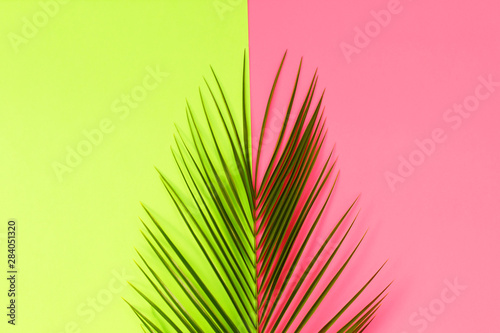 Green Tropical leaves palm tree on color background