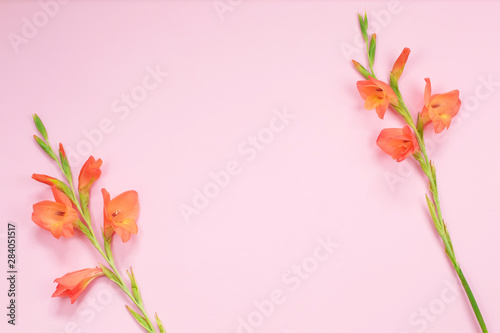 Beautiful orange Gladiolus flower on pink background