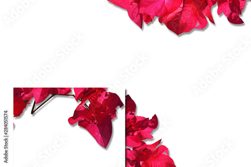 flowers illustration with white background