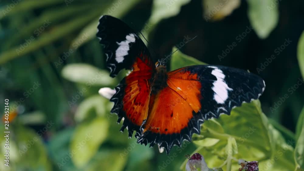 Beautiful Orange Butterfly eating flower Beautiful Orange Butterfly eating flower