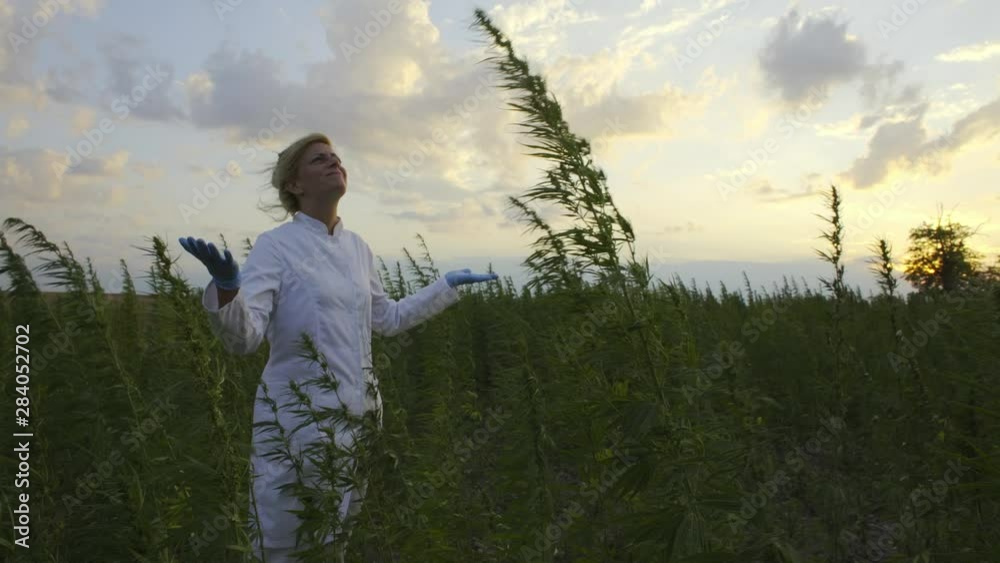 Scientist looking at bad and windy weather in marijuana CBD hemp plants field Scientist looking at bad and windy weather in marijuana CBD hemp plants field