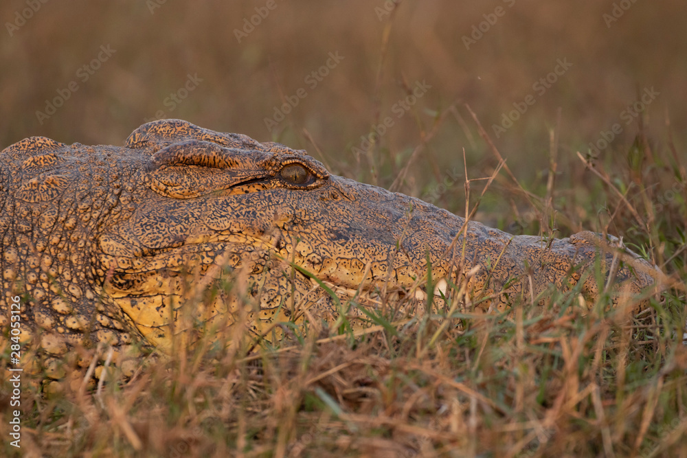 Fototapeta premium Crocodile