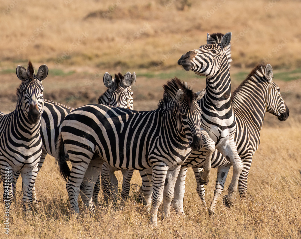 Obraz premium zebra