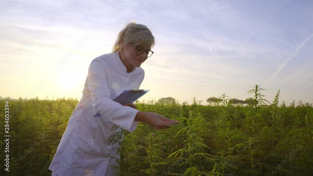 Scientist observing CBD hemp plants on marijuana field and taking notes Scientist observing CBD hemp plants on marijuana field and taking notes