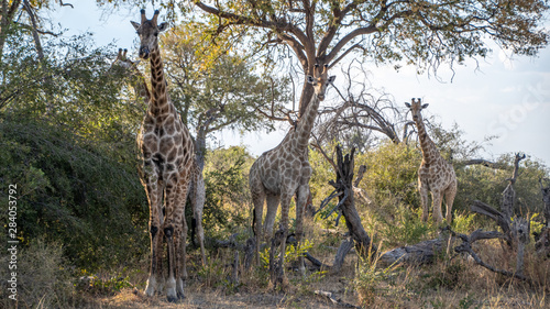 Giraffe Okavango