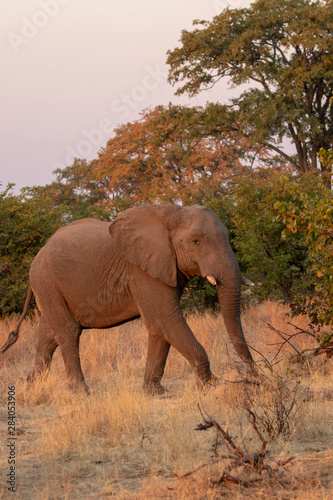 elephant in kenya