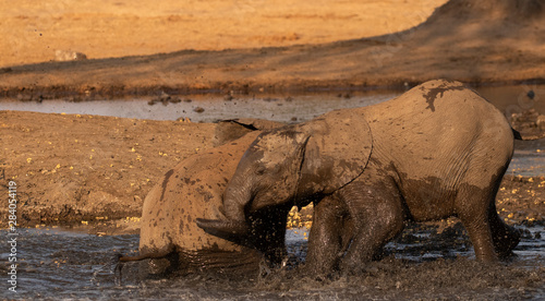 elephant in kenya