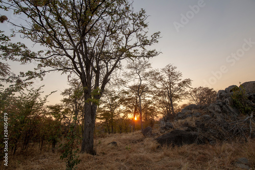 sunset in forest