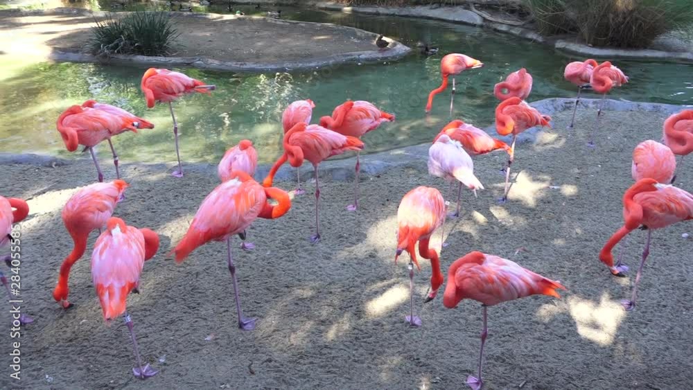 Flock of pink flamingo in San Diego zoo, California, USA