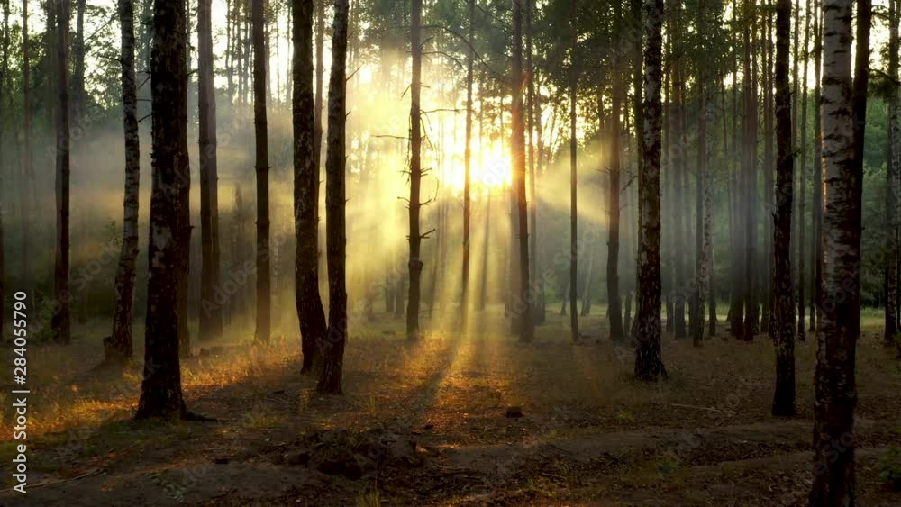 Fresh foggy morning in a pine forest, the sun's rays falling to the ground through the branches of trees