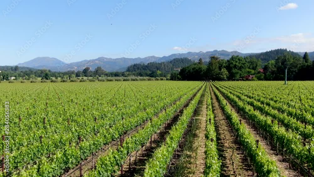 Aerial view of vineyard in Napa Valley during summer season. Napa County, in California's Wine Country, part of the North Bay region of the San Francisco Bay Area. Vineyards landscape. Aerial view of vineyard in Napa Valley during summer season. Napa County, in California's Wine Country, part of the North Bay region of the San Francisco Bay Area. Vineyards landscape.