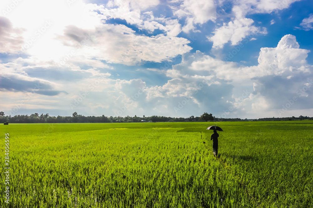 Beautiful Green Rice Field and Cloudy White Blue Sky