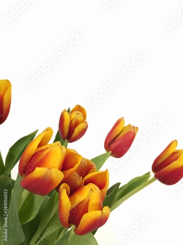 Red and yellow tulip flowers on a white background