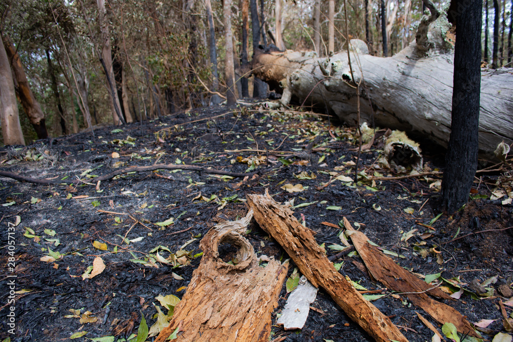 Obraz premium Burnt Forest