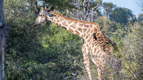 Photography Male giraffe