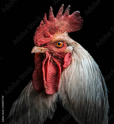 Rooster portrait showing head and feather details. 