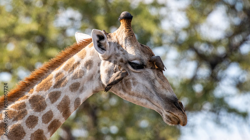 Male giraffe