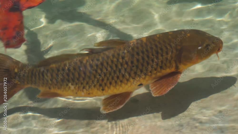 koi fish swimming in crystal clear water koi fish swimming in crystal clear water