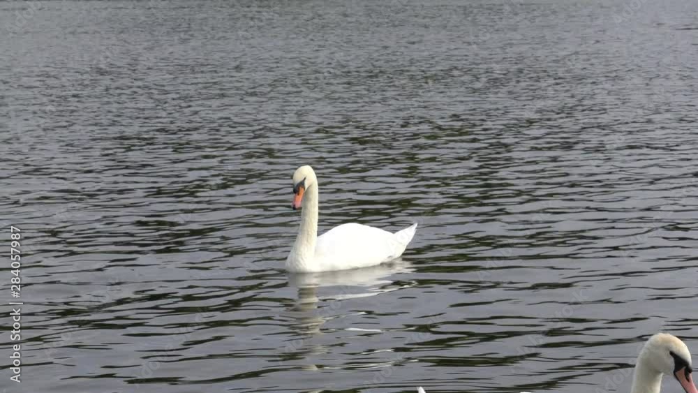 A swan swims in a lake A swan swims in a lake