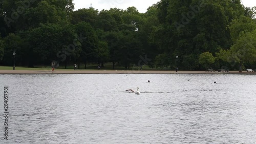 A man swins by the swans in a lake located in a public park photo