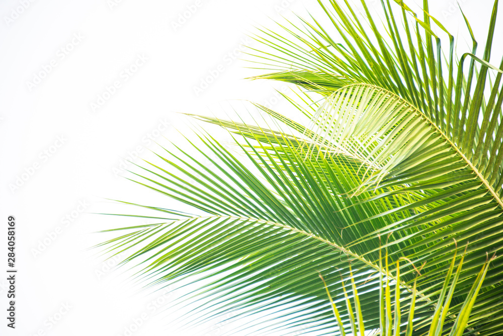 Detail of coconut trees with soft light background or vintage style.