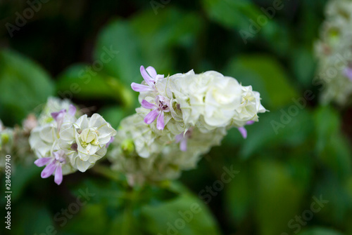 Delicate flower in tropical garden of Latin America outdoors  petals  natural chlorophyll.