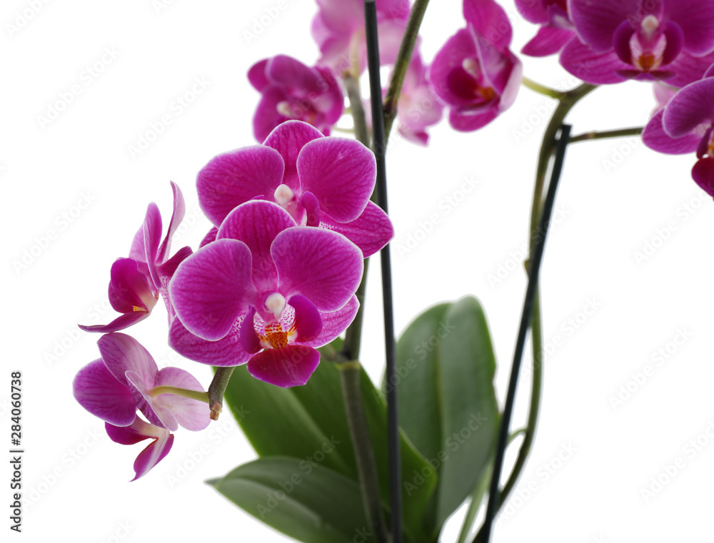 Beautiful tropical orchid flower on white background Beautiful tropical orchid flower on white background