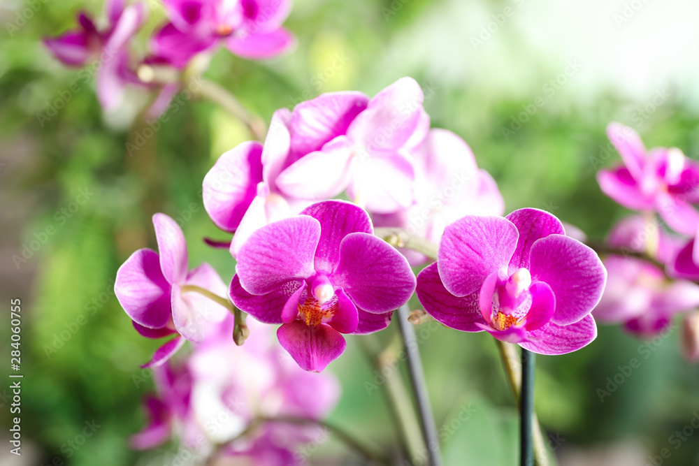 Beautiful blooming orchid on blurred background, closeup view Beautiful blooming orchid on blurred background, closeup view