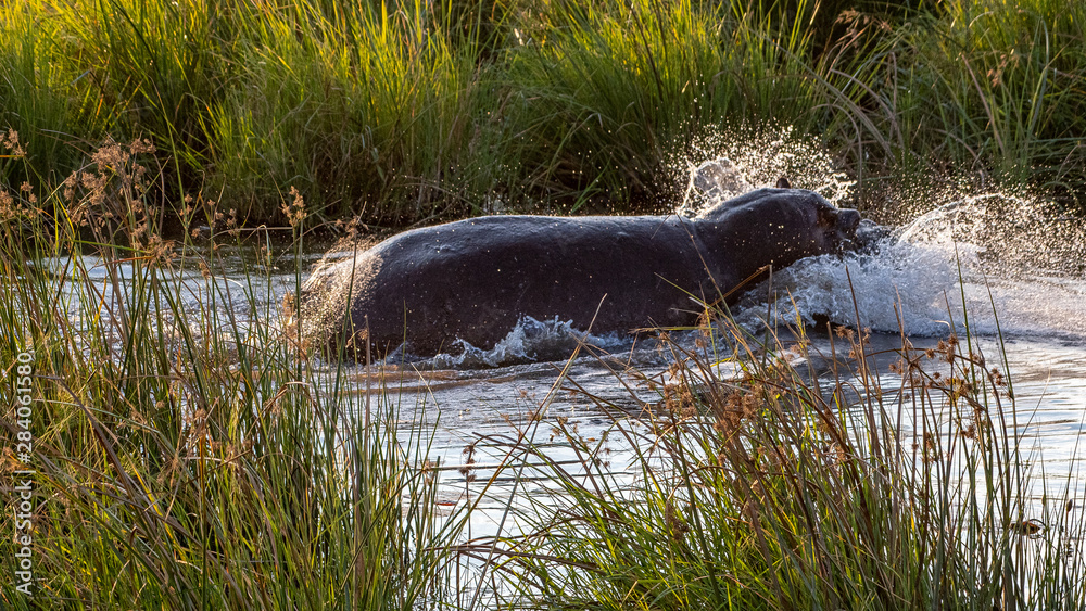 Fototapeta premium Hippopotamus Linyanti