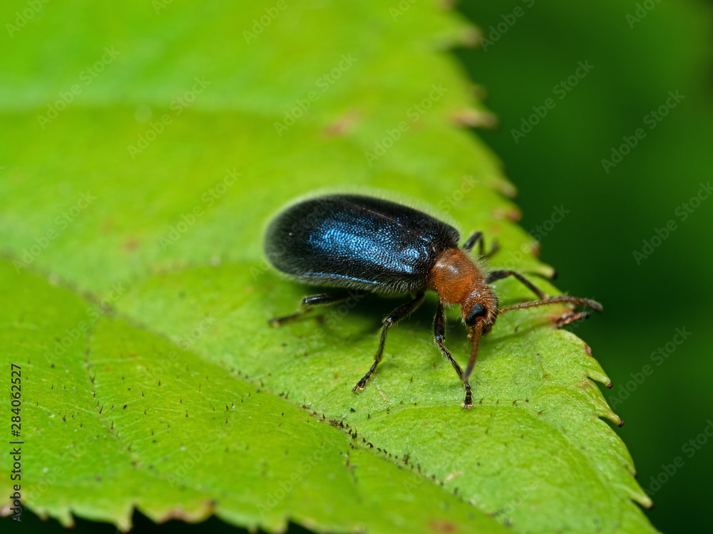 Macro Photo of Blue Metallic Beetle on Green Leaf Macro Photo of Blue Metallic Beetle on Green Leaf