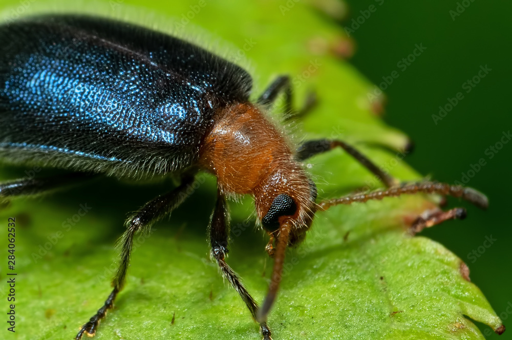 Macro Photo of Blue Metallic Beetle on Green Leaf Macro Photo of Blue Metallic Beetle on Green Leaf