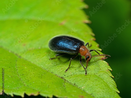 Macro Photo of Blue Metallic Beetle on Green Leaf