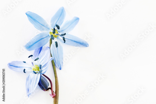 Blue Siberian Squill (Scilla siberica) flower.