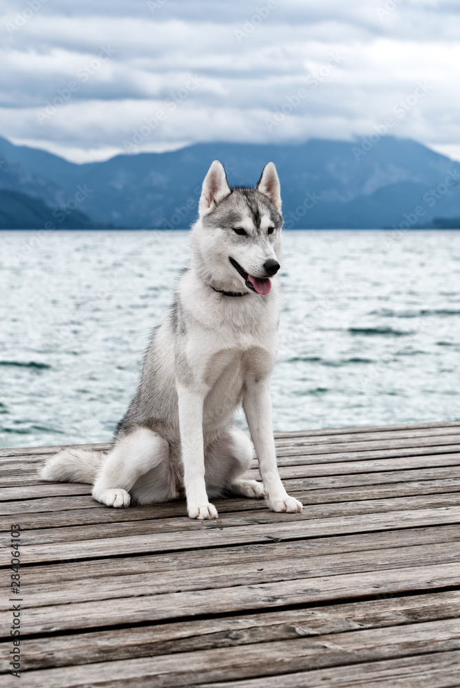 A young grey and white Siberian husky female dog is sitting on a brown wooden pier. She has brown eyes. Water in the lake is calm, the sky is cloudy. There are the Alps mountains in the background. A young grey and white Siberian husky female dog is sitting on a brown wooden pier. She has brown eyes. Water in the lake is calm, the sky is cloudy. There are the Alps mountains in the background.