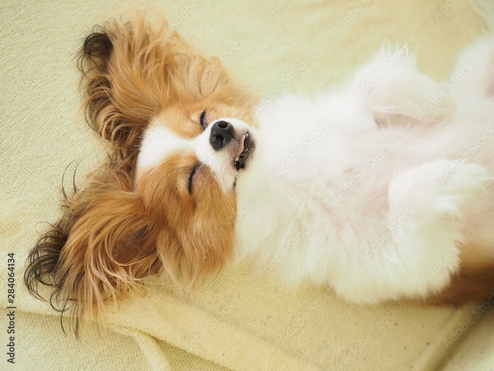 ポートレート パピヨン犬の仰向けの寝顔 可愛い寝姿 Stock Photo Adobe Stock