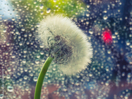 White fluffy dandelion on a background of wet window pane. photo