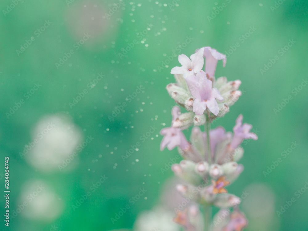 Beautiful white Lavender blooming in green meadow