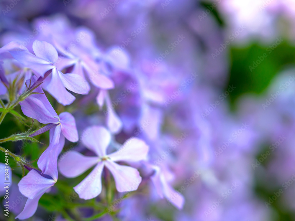 Beautiful background with creeping phlox, Phlox subulata flowers Stock