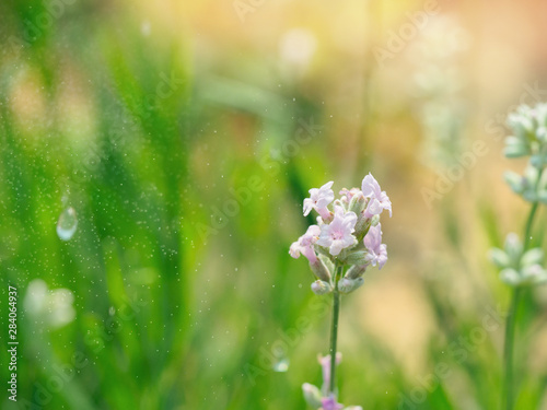 Beautiful white Lavender blooming in green meadow