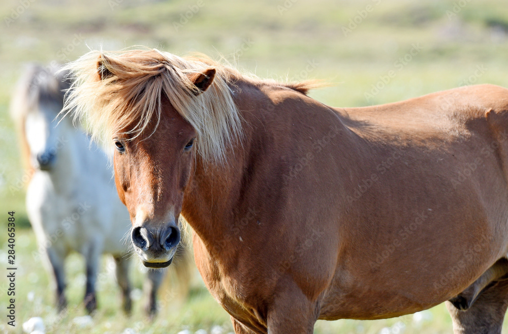 Icelandic horses. The Icelandic horse is a breed of horse developed in Iceland Icelandic horses. The Icelandic horse is a breed of horse developed in Iceland