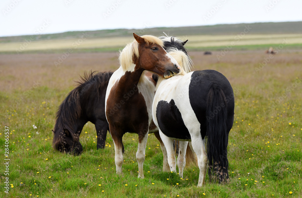 Icelandic horses. The Icelandic horse is a breed of horse developed in Iceland Icelandic horses. The Icelandic horse is a breed of horse developed in Iceland