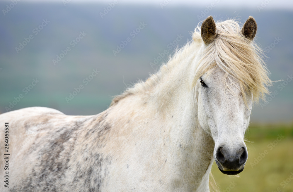 Obraz premium Icelandic horses. The Icelandic horse is a breed of horse developed in Iceland