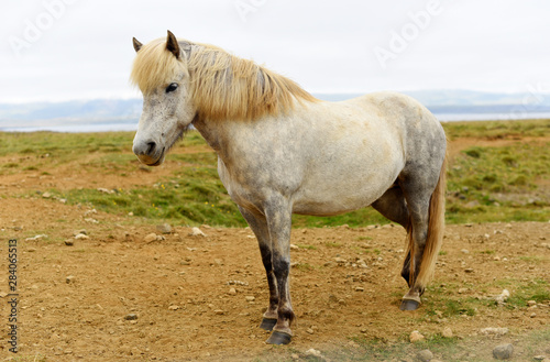 Icelandic horses. The Icelandic horse is a breed of horse developed in Iceland