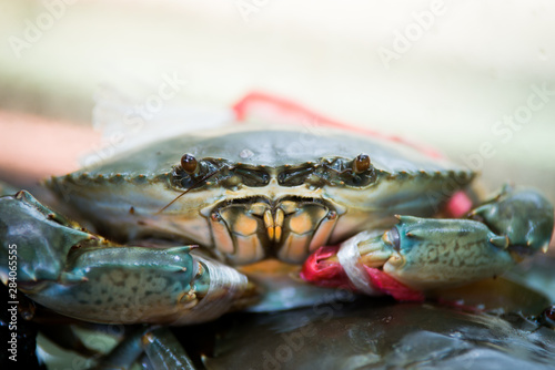 Sea crabs lay eggs