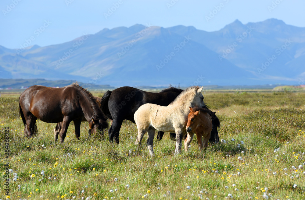 Icelandic horses. The Icelandic horse is a breed of horse developed in Iceland