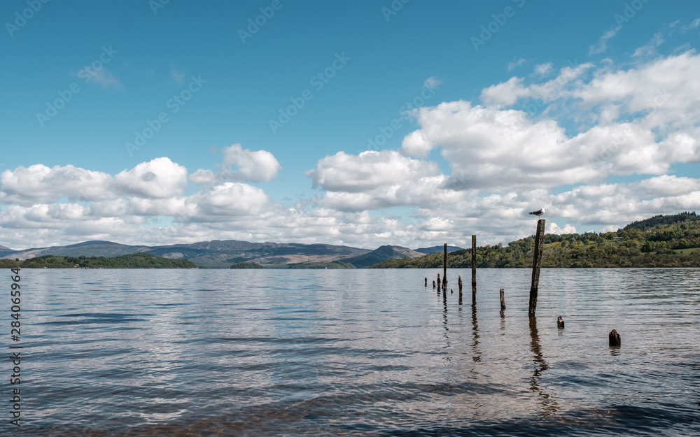 Seagull sitting on post at Loch Lomond in Scotland Seagull sitting on post at Loch Lomond in Scotland
