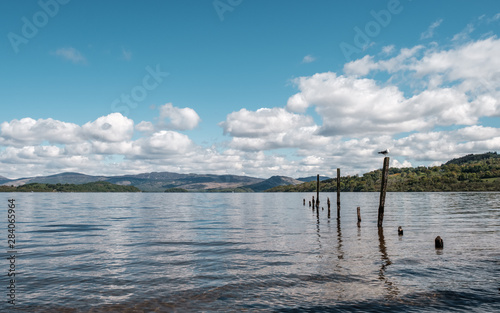 Seagull sitting on post at Loch Lomond in Scotland