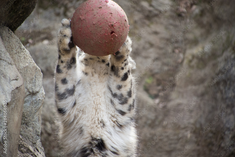 ボール遊びする雪豹